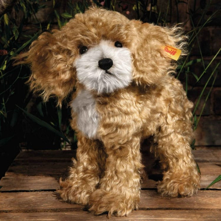 Ricky Cockapoo - Image 2